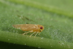Akotropis quercicola