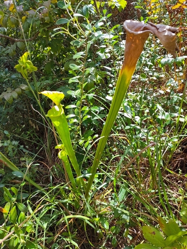 yellow pitcher plant