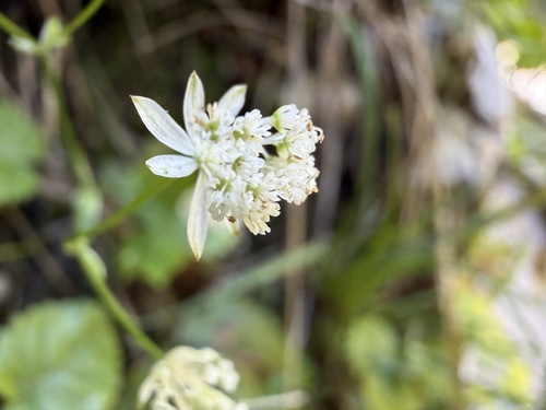 Carnic masterwort