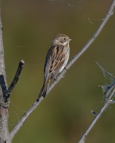 Reed Bunting
