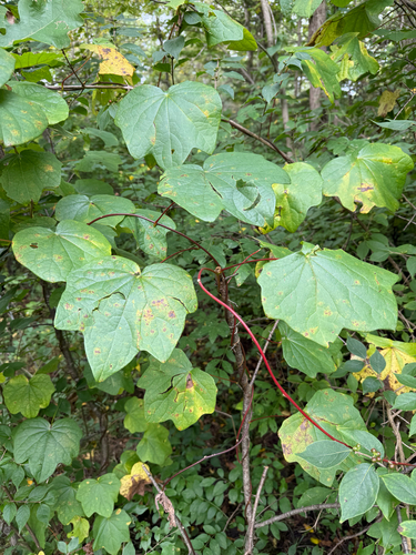 Menispermum canadense, photograph 2