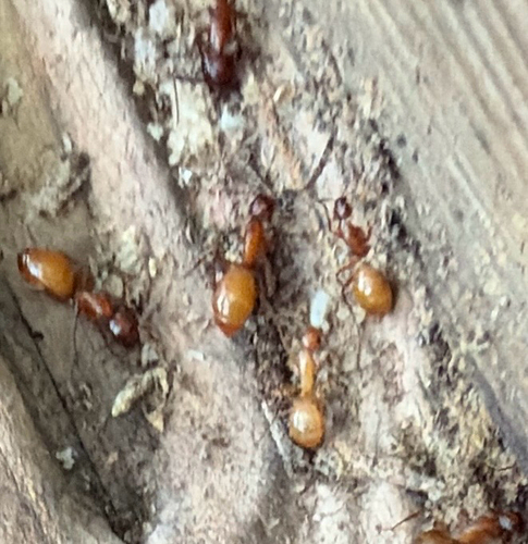 Chestnut Carpenter Ant