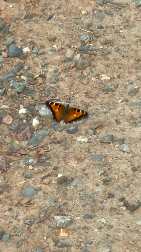 California Tortoiseshell