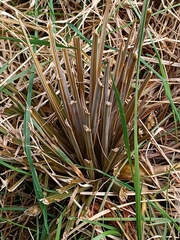 Aciphylla subflabellata, photograph (c) Felix Collins, some rights reserved (CC BY)