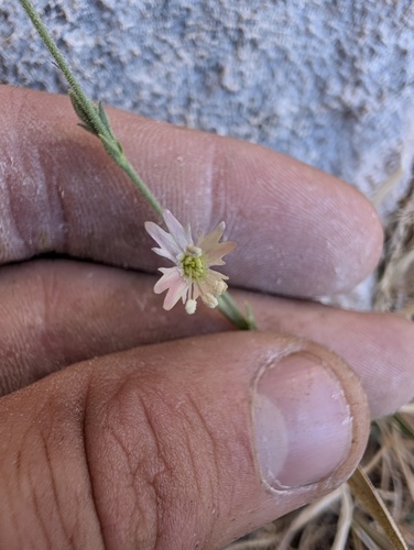 Silene verecunda, photograph 1