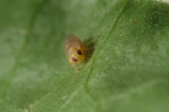 Akotropis quercicola