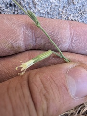 Silene verecunda, photograph (c) Trevor Van Loon, some rights reserved (CC BY)