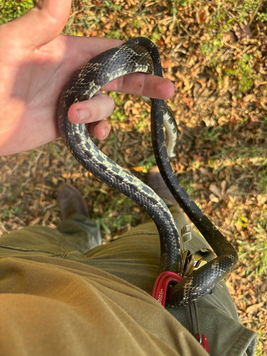Central Ratsnake