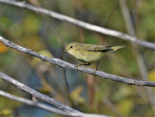 Common Chiffchaff