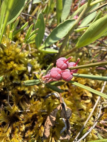 Andromeda polifolia, photograph 3