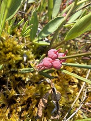 Andromeda polifolia, photograph (c) Matt Berger, some rights reserved (CC BY)