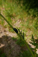 Platycerus