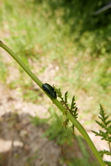 Platycerus