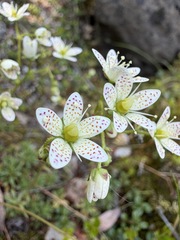 (c) Matt Berger, some rights reserved (CC BY) Saxifraga tricuspidata, photograph (c) Matt Berger, some rights reserved (CC BY)