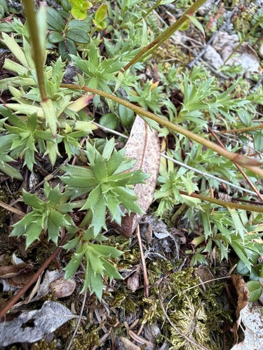 Saxifraga tricuspidata, photograph 4