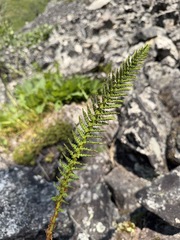Dryopteris fragrans, photograph (c) Matt Berger, some rights reserved (CC BY)
