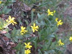 Columbiadoria hallii