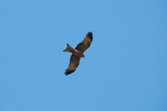 Milvus migrans