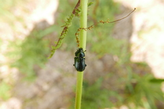 Platycerus