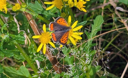 Small Copper
