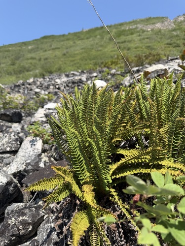 Dryopteris fragrans, photograph 4