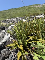 Dryopteris fragrans, photograph (c) Matt Berger, some rights reserved (CC BY)