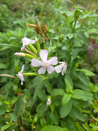 common soapwort