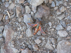 Synanthedon polygoni