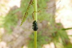 Platycerus