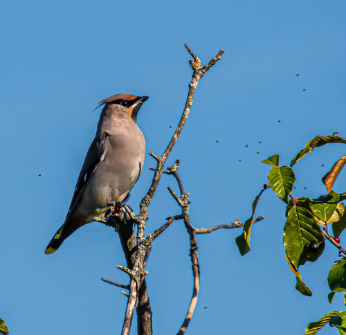 Bohemian Waxwing