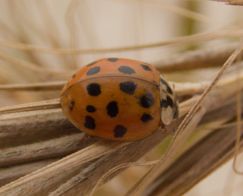 Asian Lady Beetle