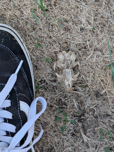 California Ground Squirrel