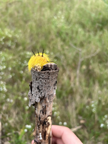 Cottonwood Dagger