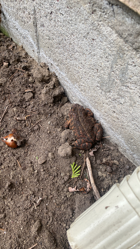 American Toad