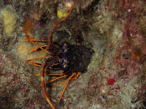 European Spiny Lobster