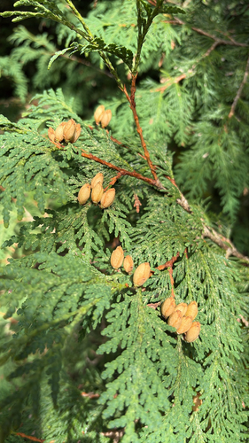 northern whitecedar