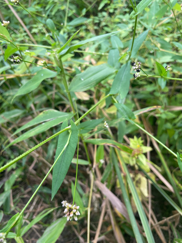 arrow-leaved tearthumb