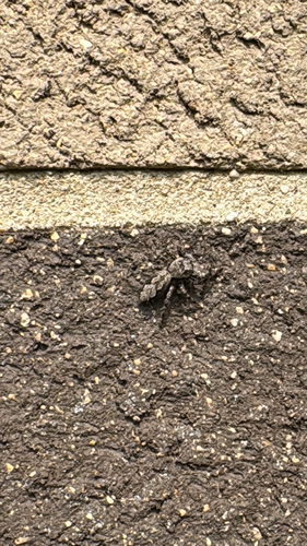 Tan Jumping Spider