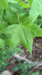 Liquidambar styraciflua