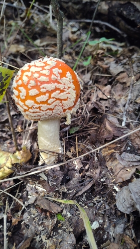 Fly Agaric