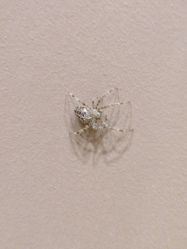 Cross Orbweaver