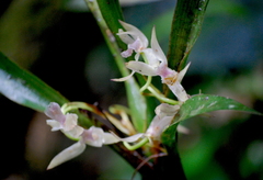 Scaphyglottis