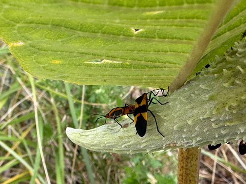 Large Milkweed Bug