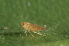 Akotropis quercicola