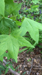 Liquidambar styraciflua