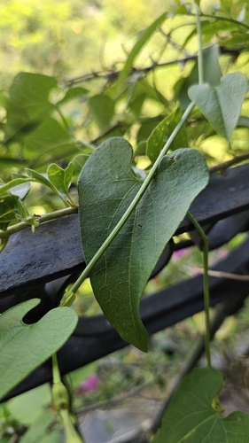 Aristolochia anguicida, 2026-09-20