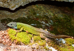 Lacerta schreiberi