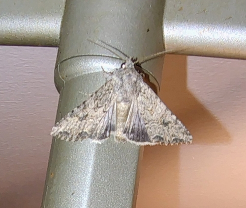 Nutmeg Moth