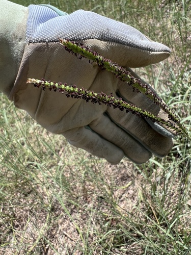 Bahia grass