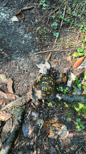 Eastern Box Turtle